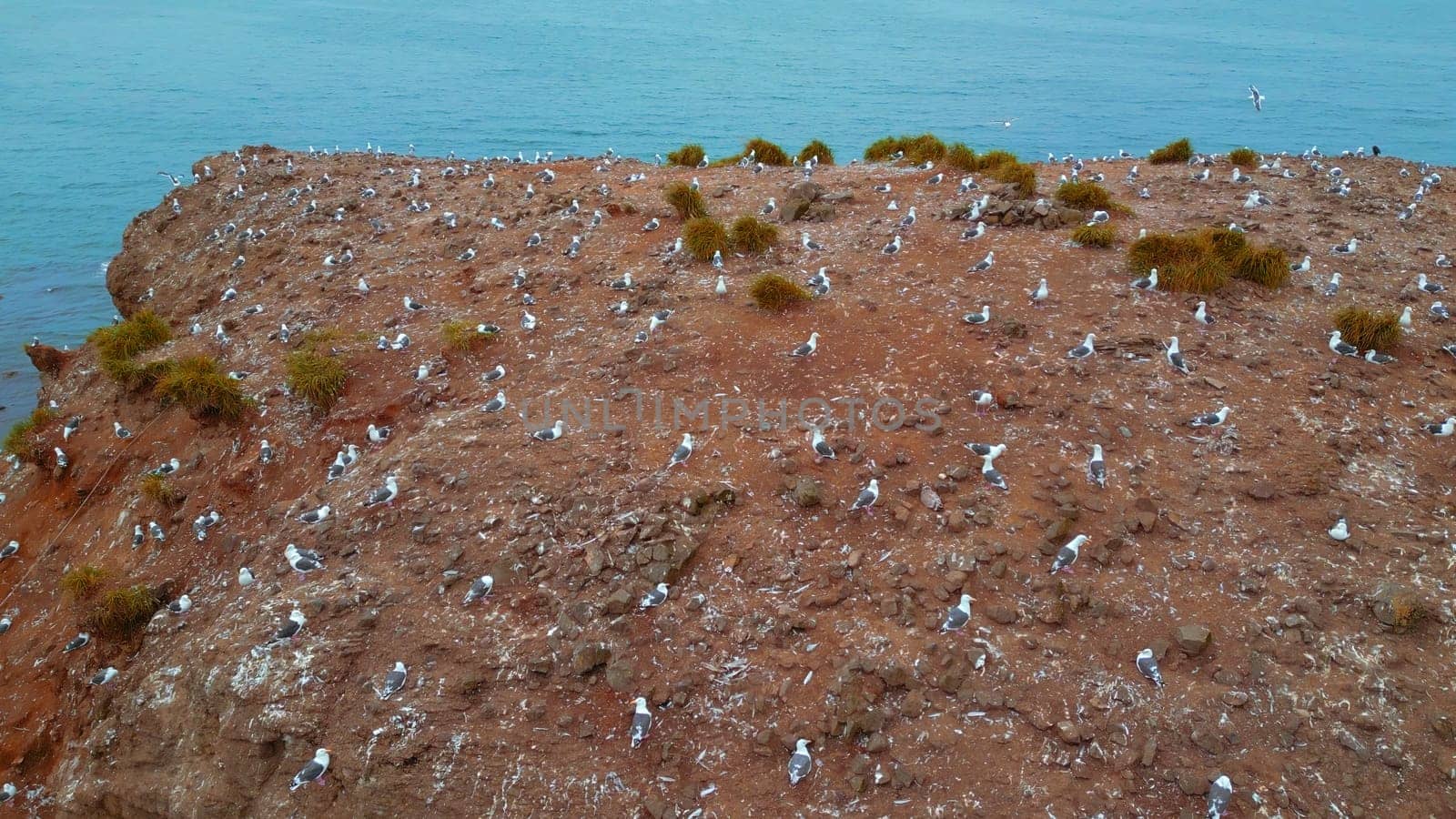 A lot of seagulls on sea rock. Clip. Top view of cinematic shooting of wildlife of coast. Zoology with seagulls on coast.