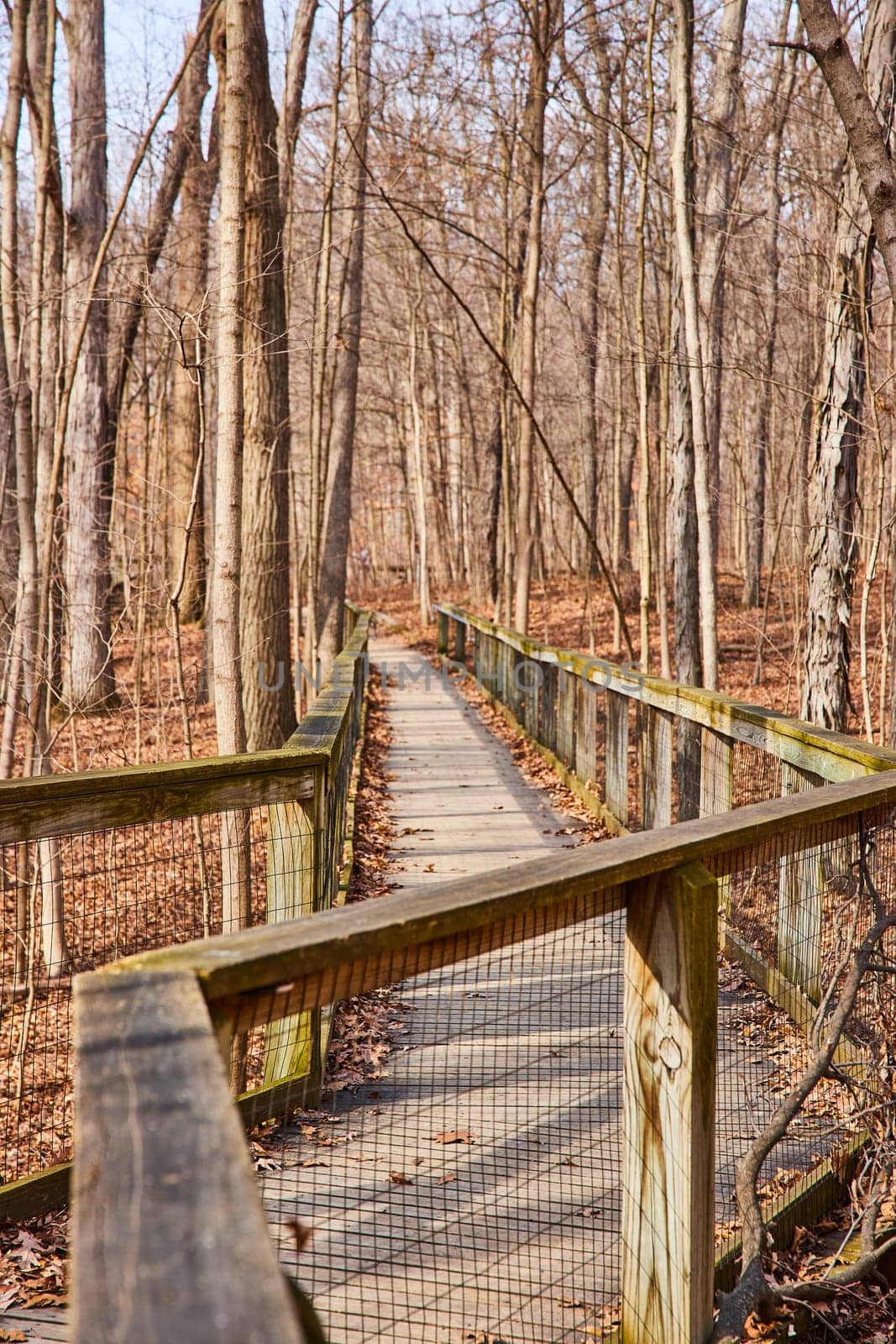 Tranquil autumn scene of a wooden boardwalk winding through a leafless forest at Lindenwood Preserve in Fort Wayne, Indiana.