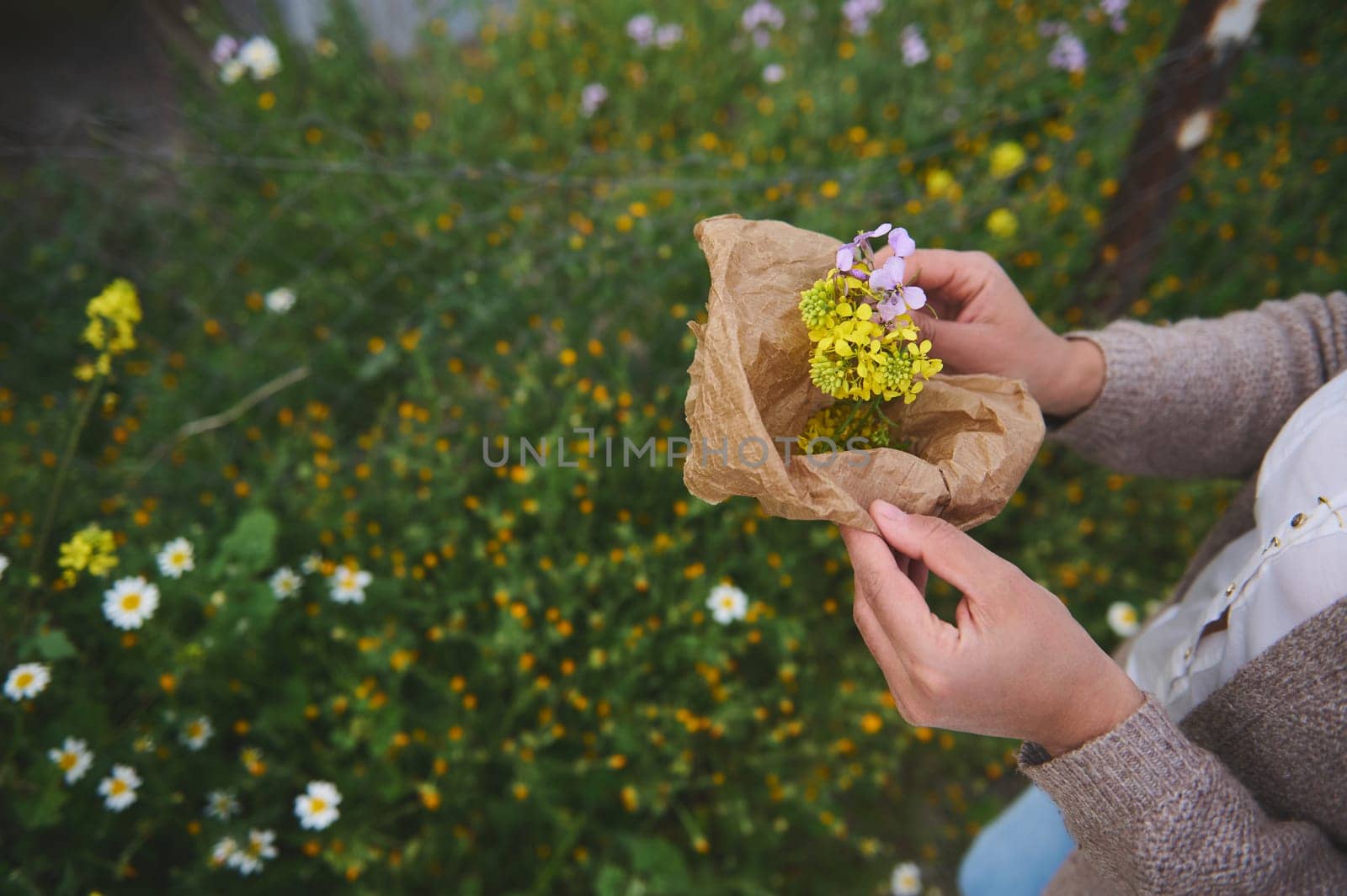 Cropped view of a woman herbalist pharmacist botanist collecting and preparing a medicinal plant for healing herbal tea. Alternative holistic medicine. Aromatherapy Naturopathy Homeopathy Phytotherapy