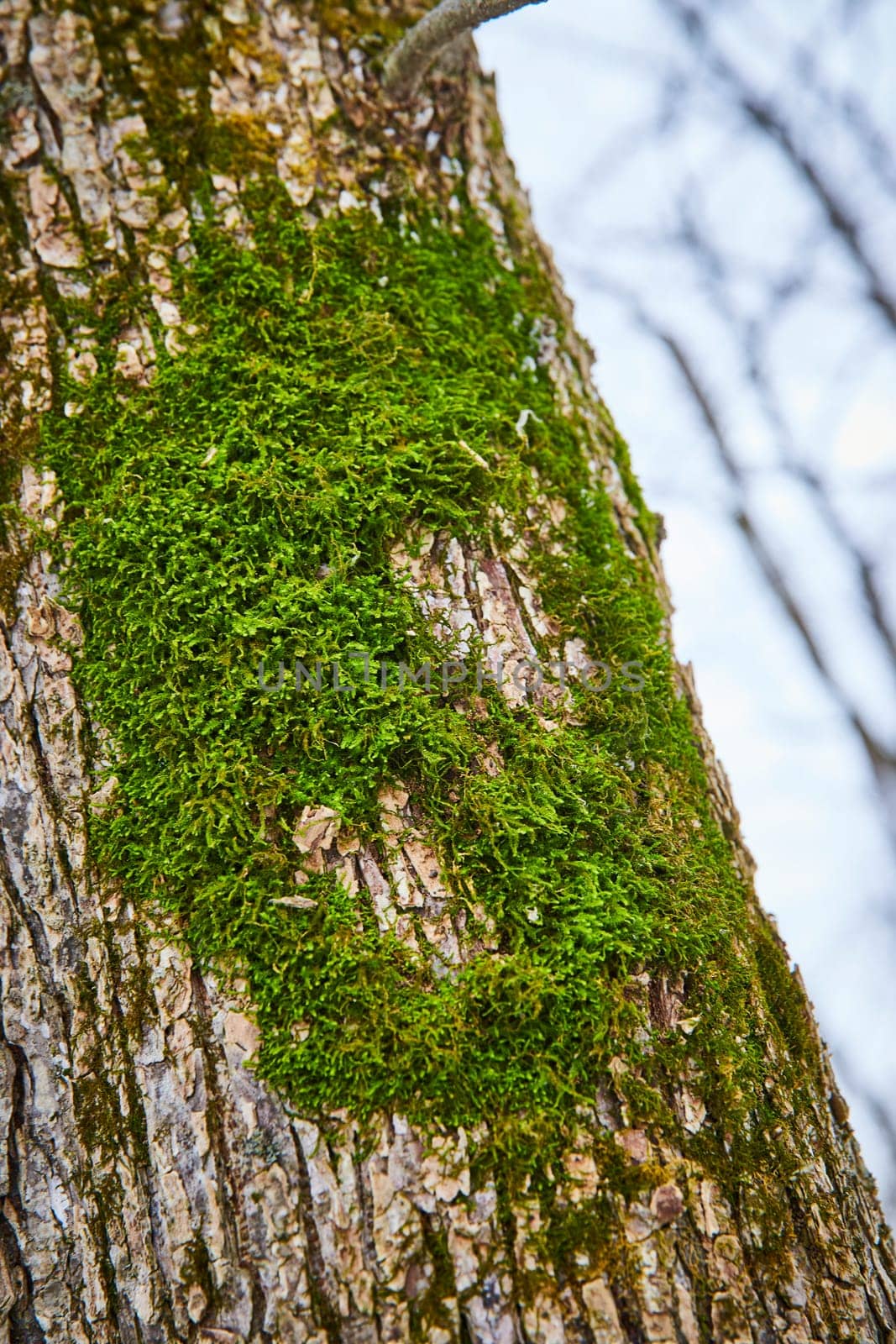 Vibrant Green Moss on Aged Tree Bark in Cooks Landing County Park, Fort Wayne, Indiana - A Winter Day Snapshot of Nature's Artistry