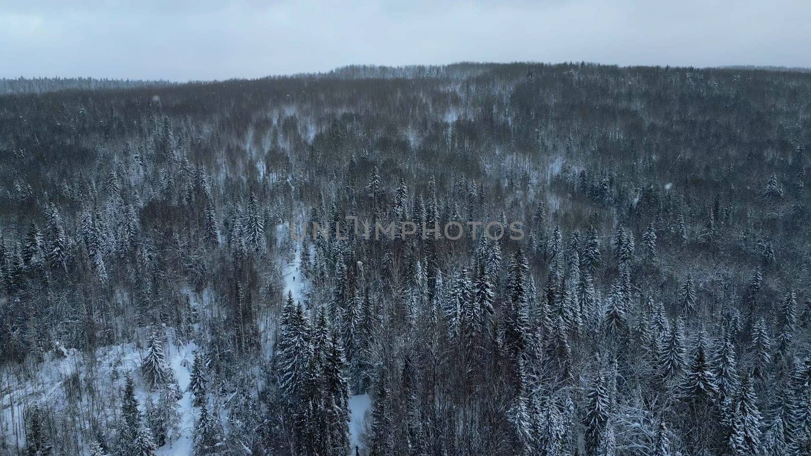 Slow motion aerial view of snowy trees in beautiful winter forest. Clip. Winter landscape in frozen mountains nature