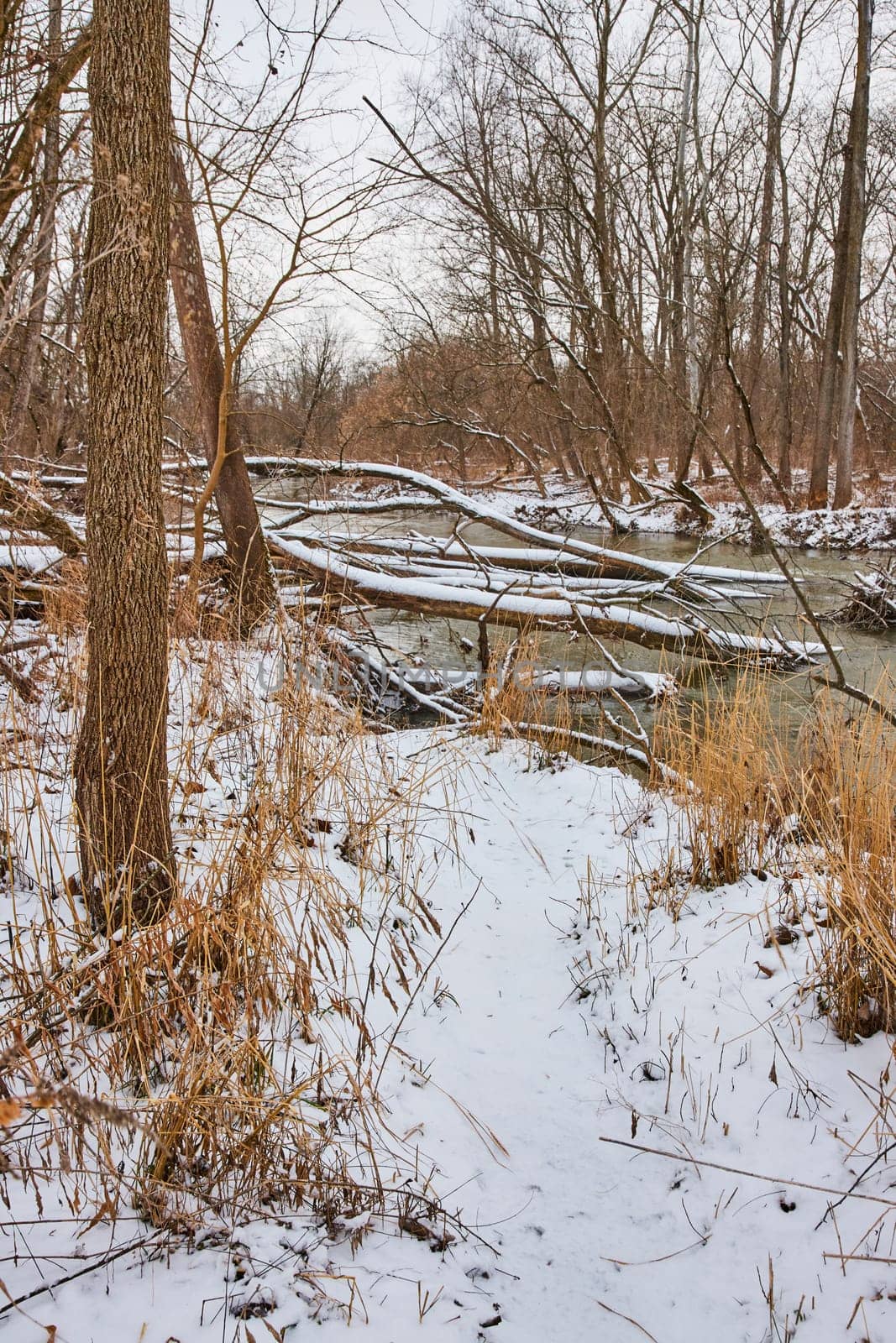 Serene winter scene at Cooks Landing County Park in Indiana, with a peaceful snowy path leading to a frozen creek amidst tall golden grasses.