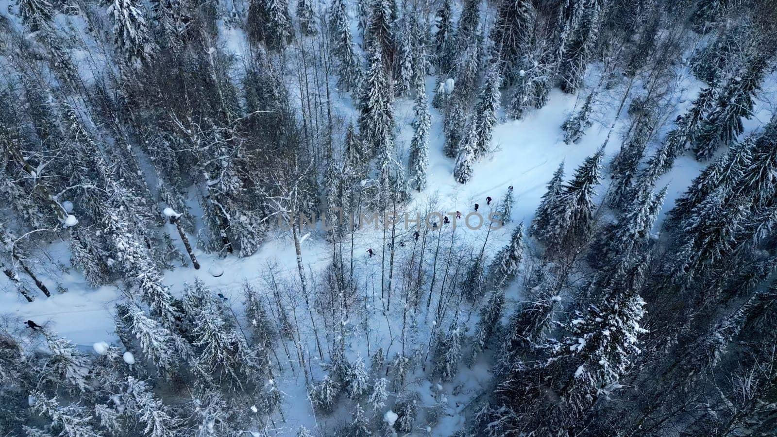 Aerial view of hikers in the pine trees forest, winter landscape, French alps. Clip. Concept of travelling and active lifestyle. by Mediawhalestock