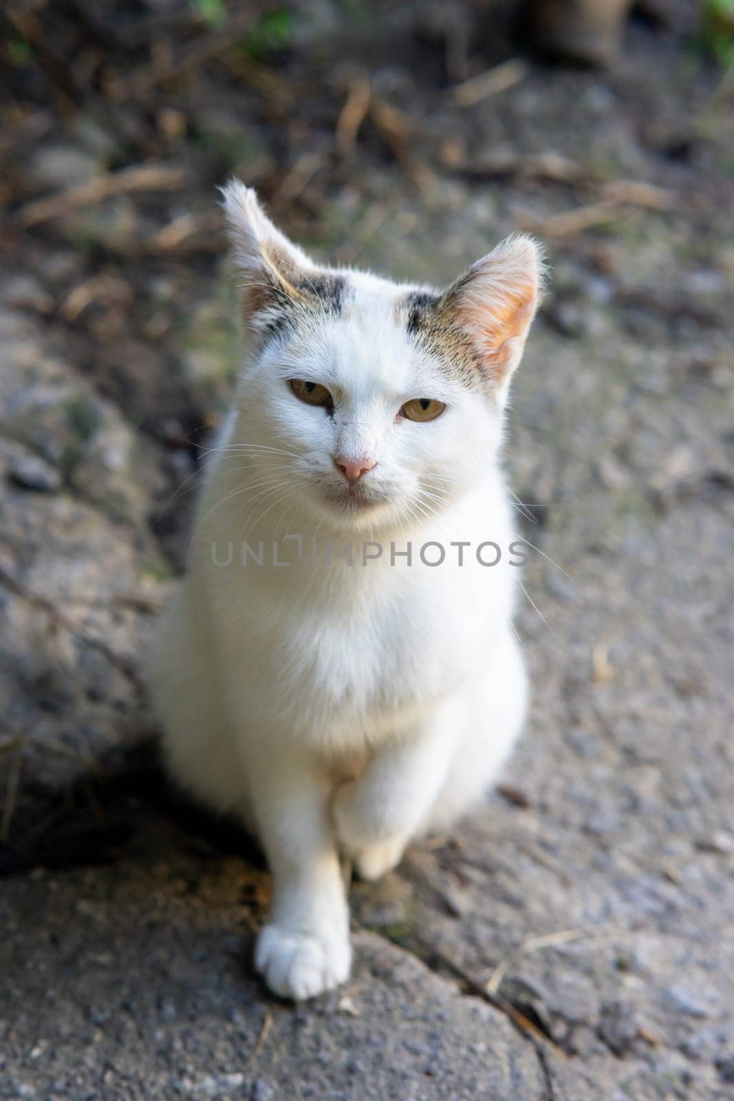 A small white cat with spots on the ears by Serhii_Voroshchuk