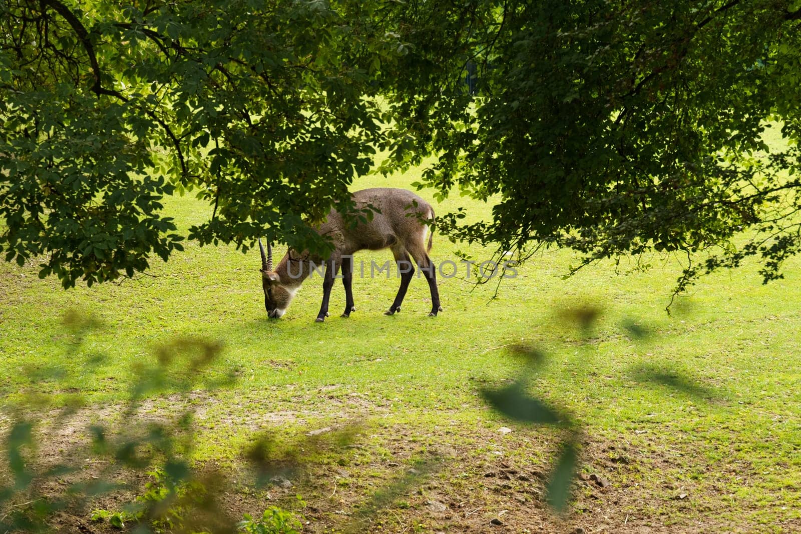 A goat peacefully grazes on green grass next to a fallen tree in a rural setting.