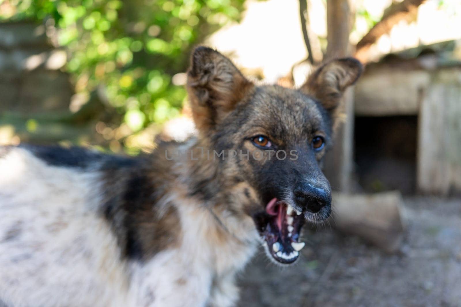 A small spotted dog yawns beautifully by Serhii_Voroshchuk