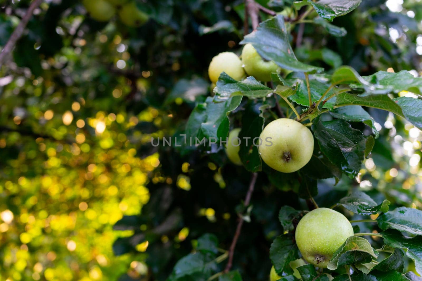 An apple tree after the rain. Green wet apples on a branch.