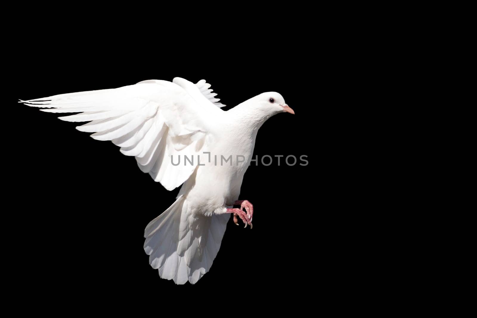 white dove, bird of peace in flight isolated on a black background, world peace