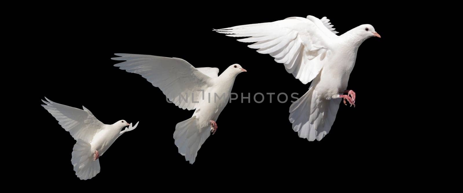 white doves, birds of peace in flight isolated on a black background, world peace