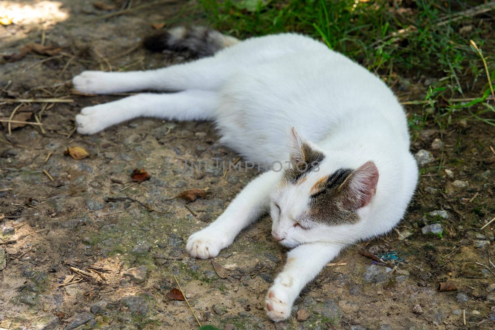 A white domestic cat is napping in the park.