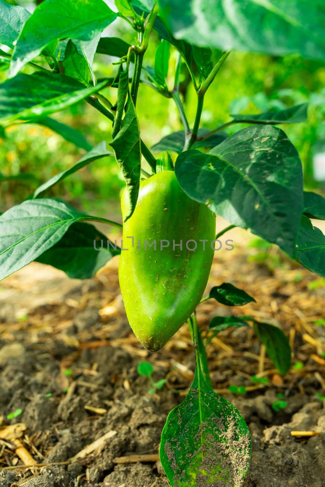 Green pepper grows on a bush.