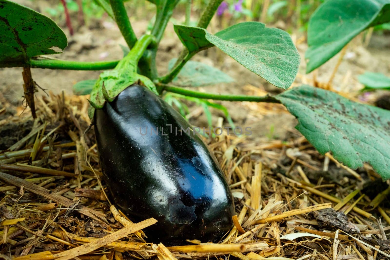 A young black eggplant ripens on a bush by Serhii_Voroshchuk