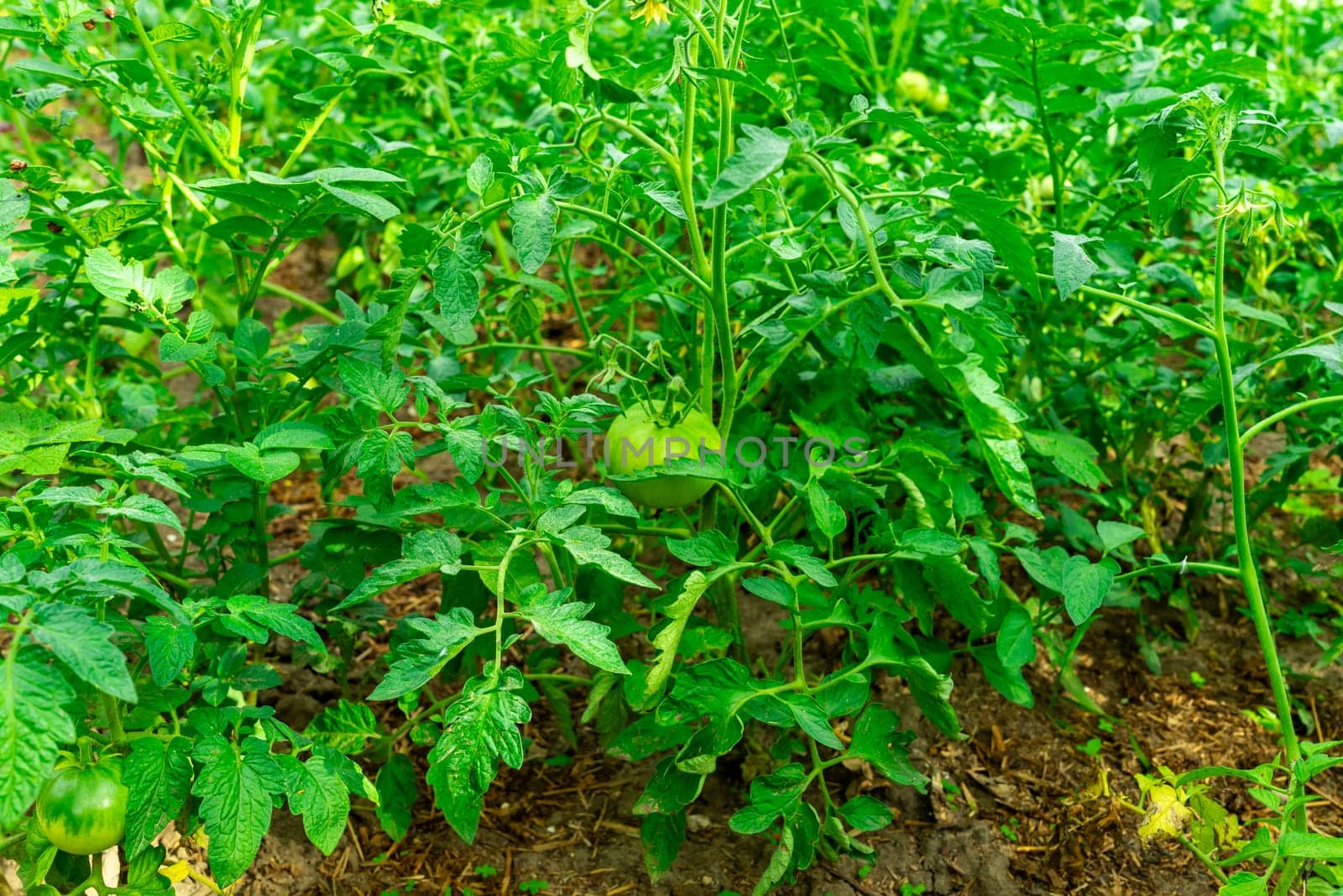 Green tomato bushes with unripe tomatoes by Serhii_Voroshchuk