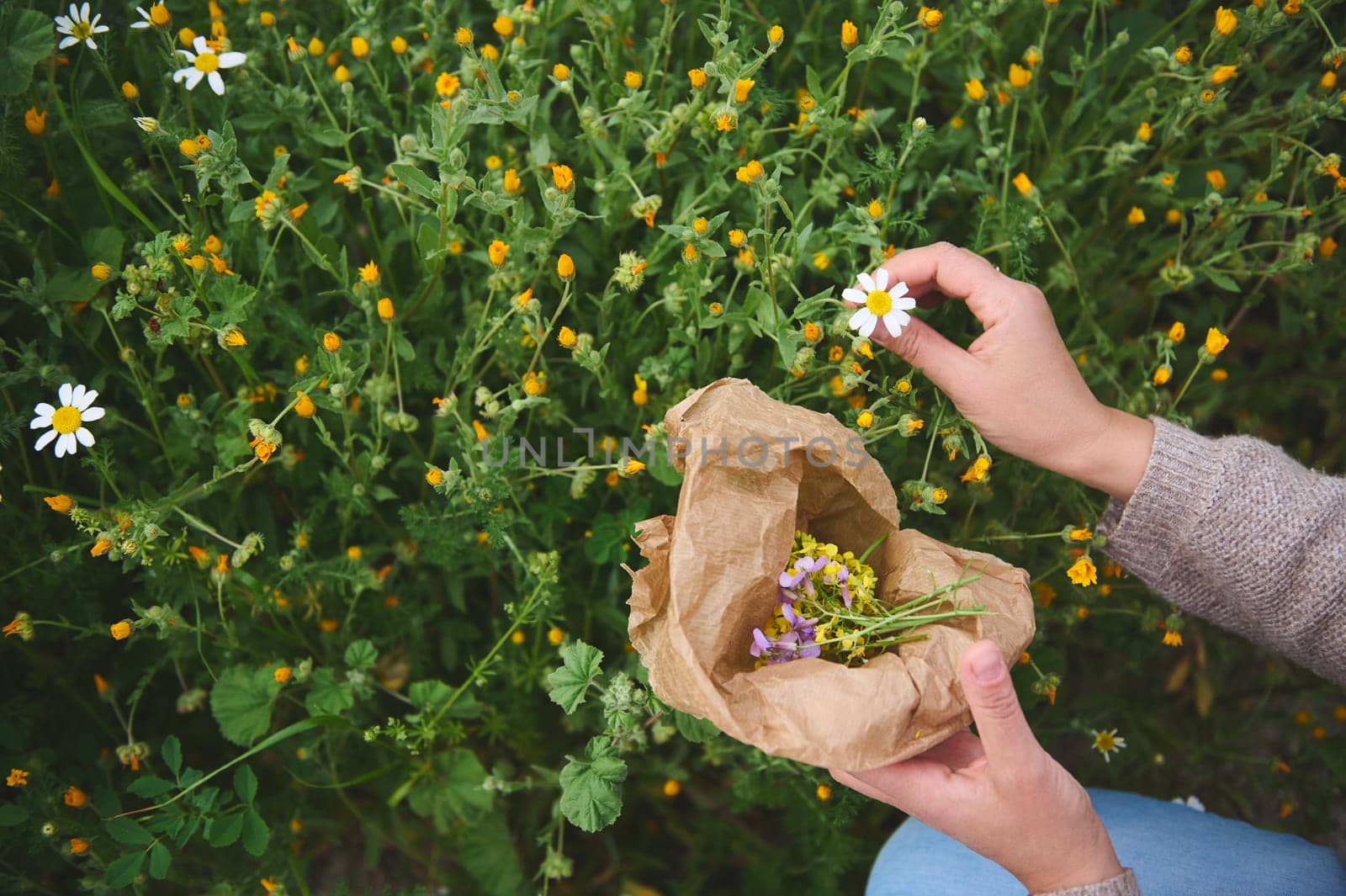 Herbalist woman collects calendula and chamomile flowers, prepares ingredients for traditional medicine or healing tea by artgf