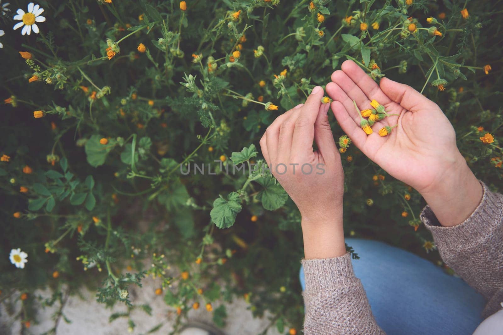 Female herbalist botanist hands hold picked calendula flowers while collecting healing medicinal herbs plants outdoors by artgf