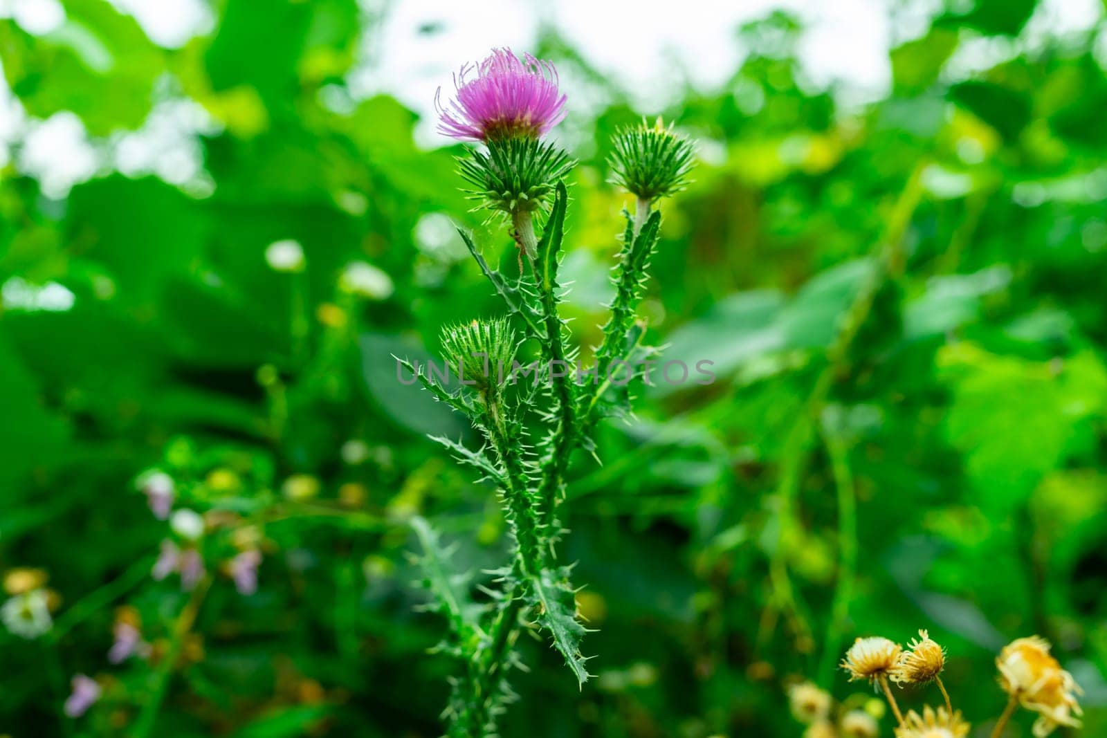 Purple thistle flowers on a green background.