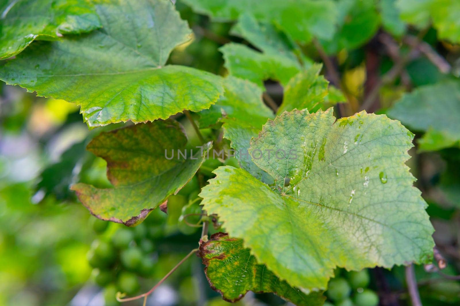 Green grape leaves after rain.