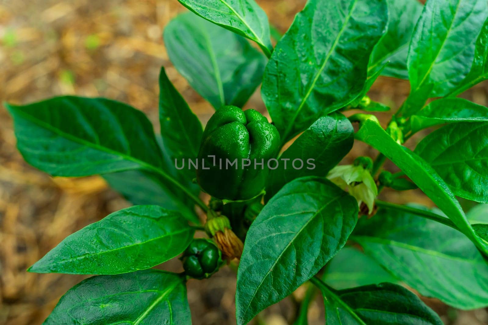 Green bush with young pepper. View from above by Serhii_Voroshchuk