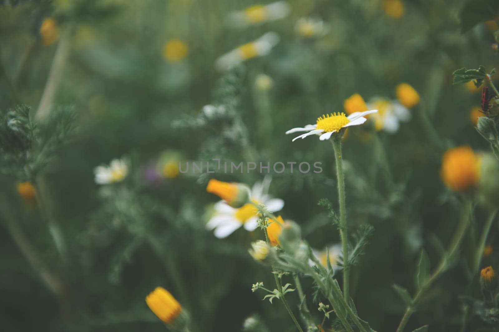 Nature background with white wild chamomiles and calendula flowers on green meadow. Medicinal herbs and plants in nature by artgf