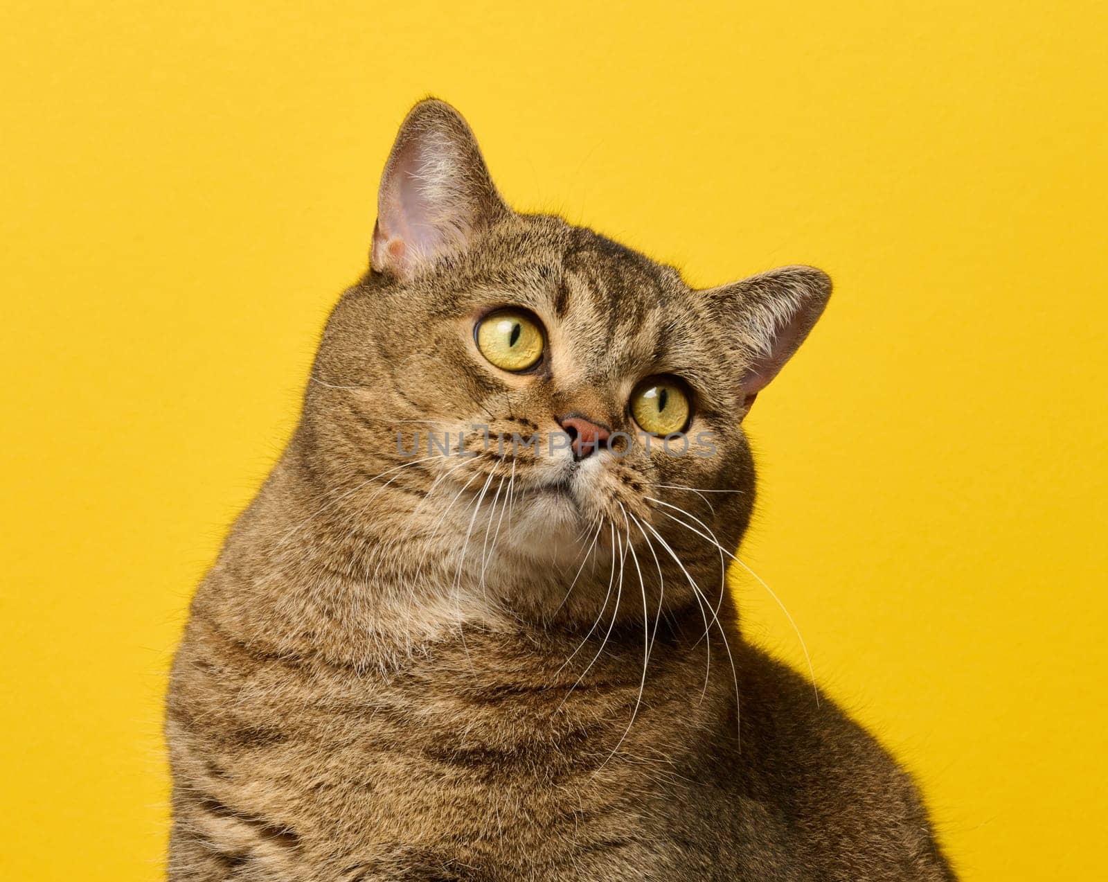 A cute adult straight-eared Scottish breed gray cat sits on a yellow background