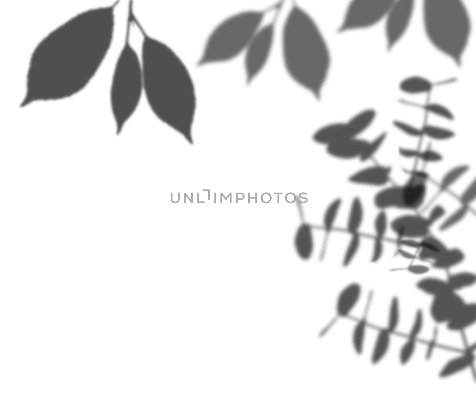 Shadow from a branch with leaves on an isolated background by ndanko