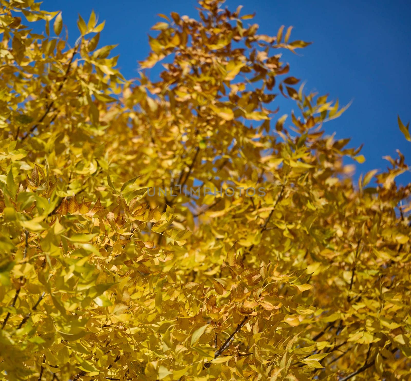 Yellow leaves on a Pennsylvania Ash tree on an autumn day, Ukraine