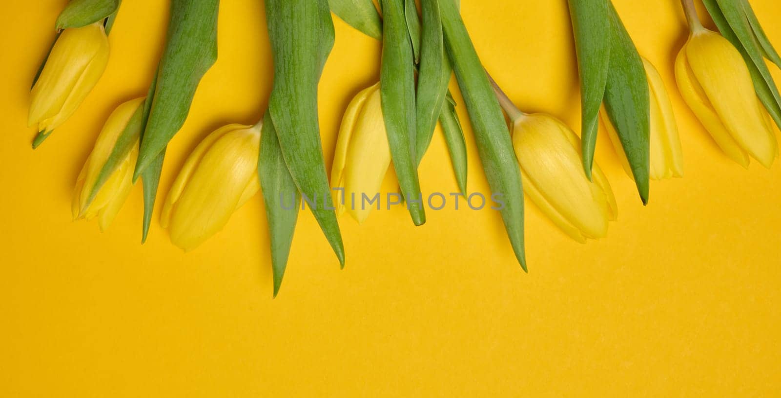 Bouquet of blooming yellow tulips with green leaves on a yellow background, top view