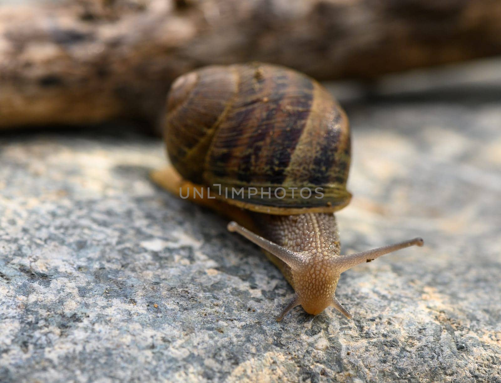 snail crawling on the stone