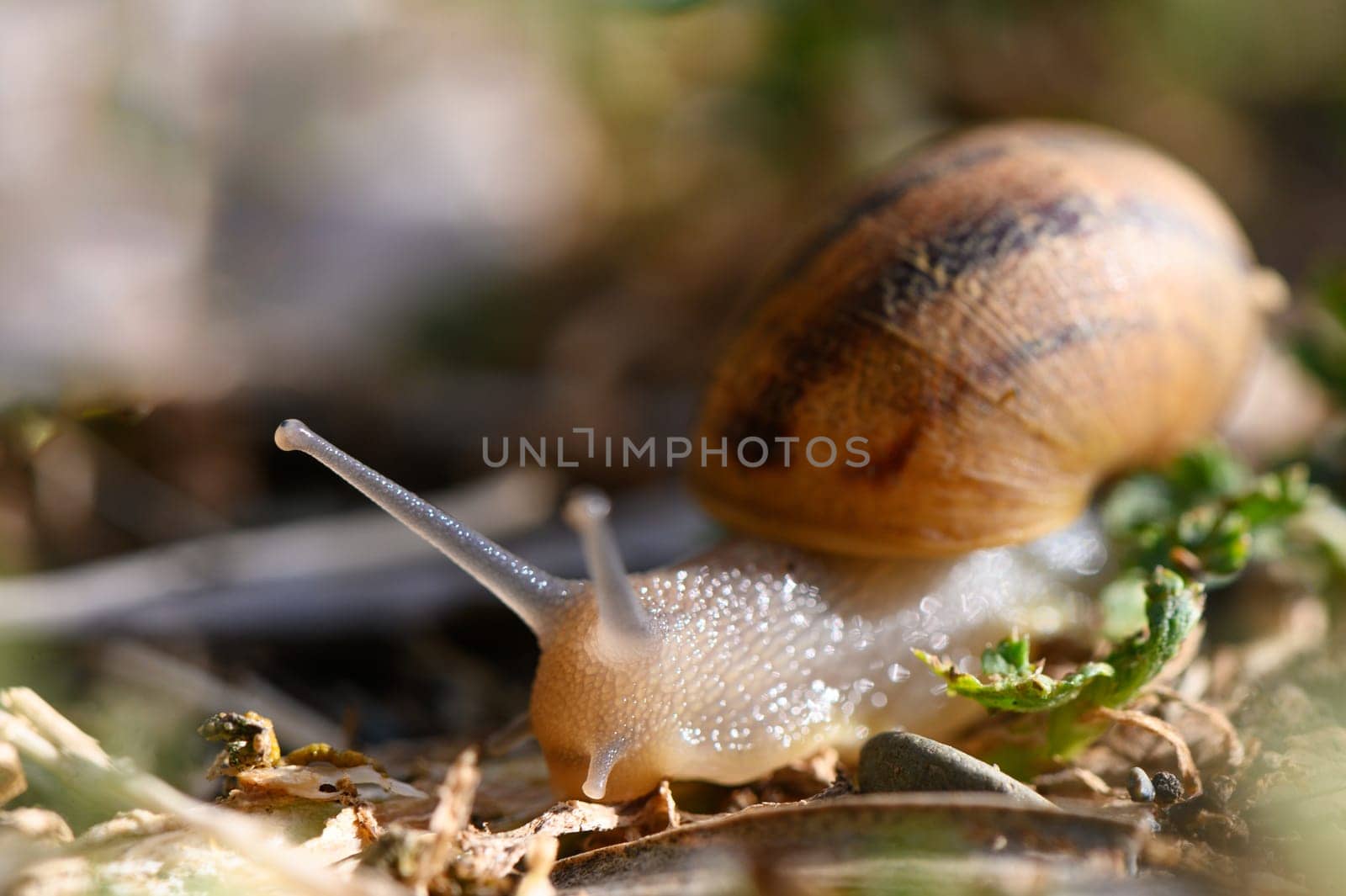 snail crawling on the stone 2