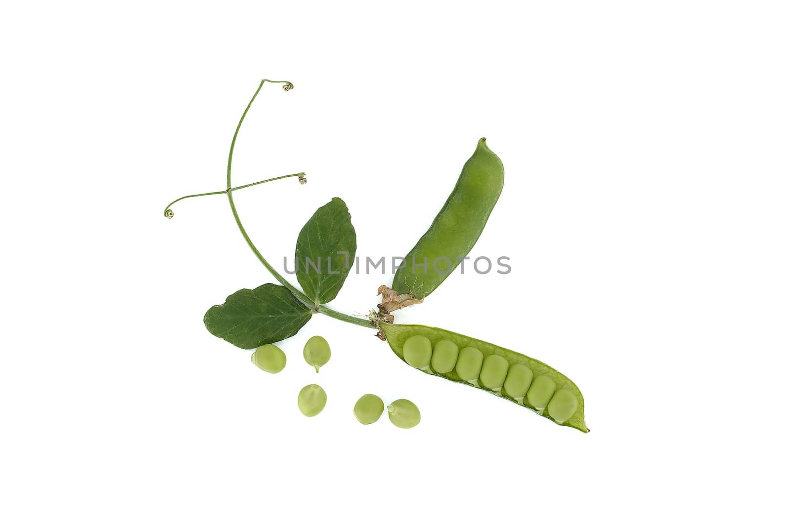 Open pea pod and round green peas inside, green leaf with a pointed tip and pea pods in close up isolated on white background