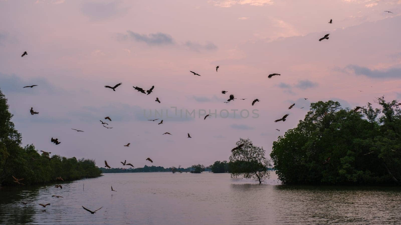 Sea Eagles at sunset in the mangrove of Chantaburi in Thailand, Red backed sea eagles at sunset over the mangrove forest