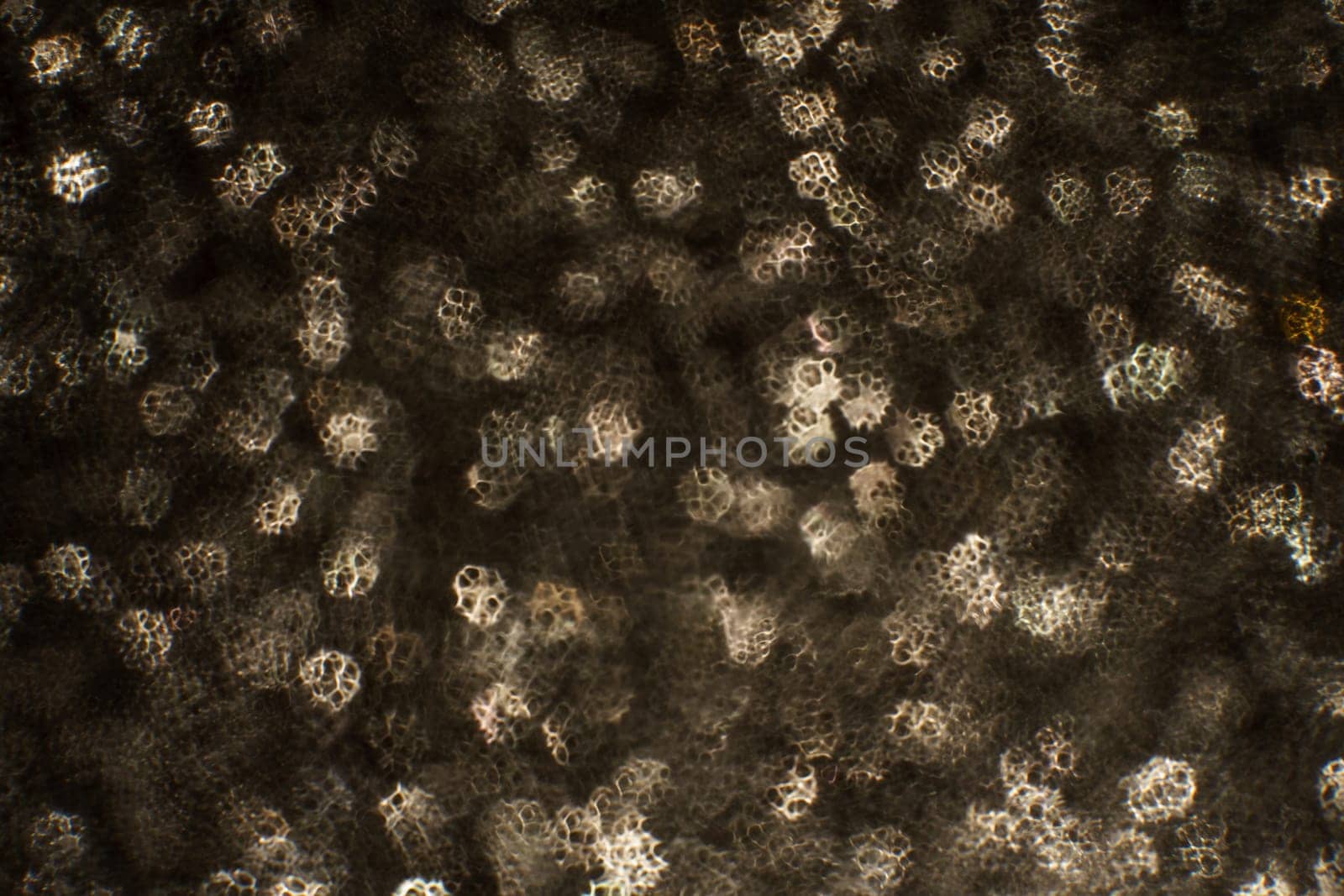 Christmas background. Festive abstract background with bokeh defocused lights and stars.