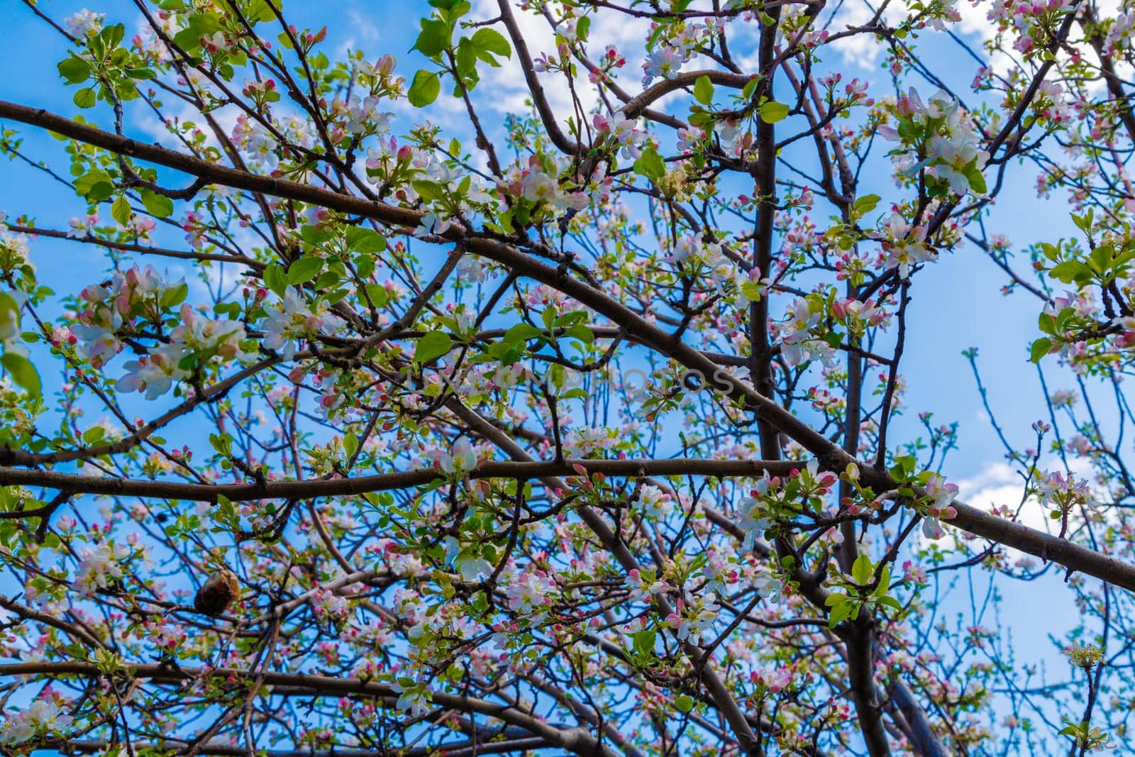 blooming apple tree, closeup wide angle full-frame view from below at sunny spring day