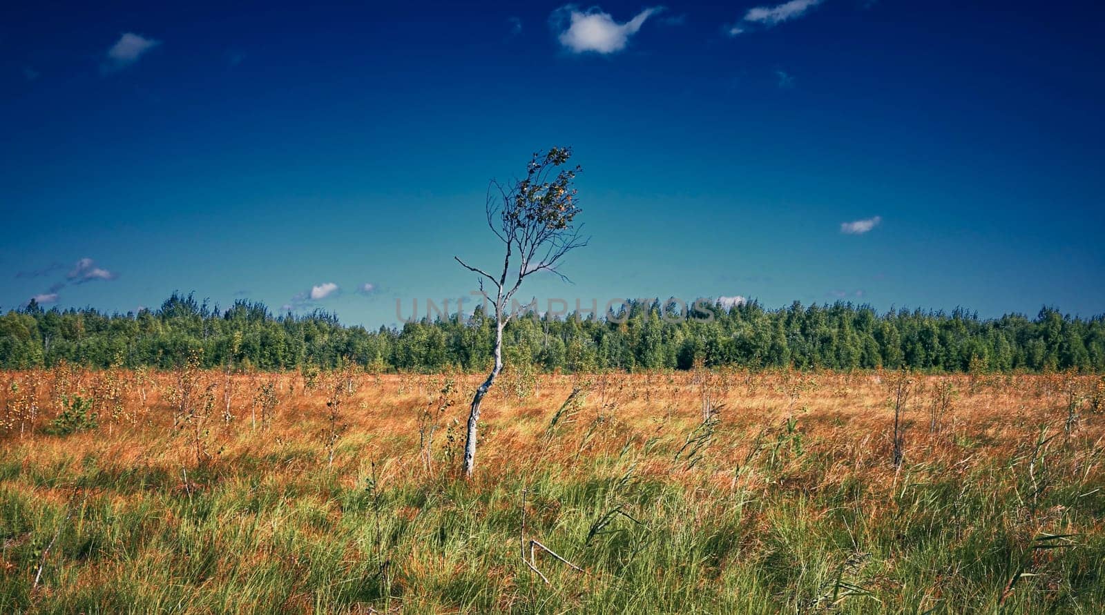 Solitary tree in vast grass field on sunny day with blue sky and clouds in background. by Hil
