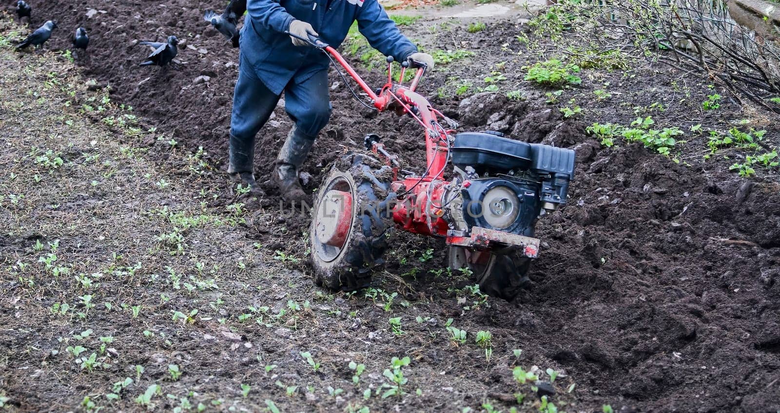 An aged red tractor plowing a vast rural field, preparing the rich soil for planting. Farmer in denim overalls guiding the tractor through fertile land on a sunny day.