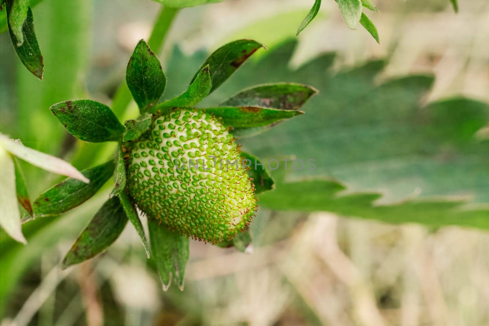 Strawberry plant. Strawberry bush in the garden with an unripe berry. Shallow depth of field.