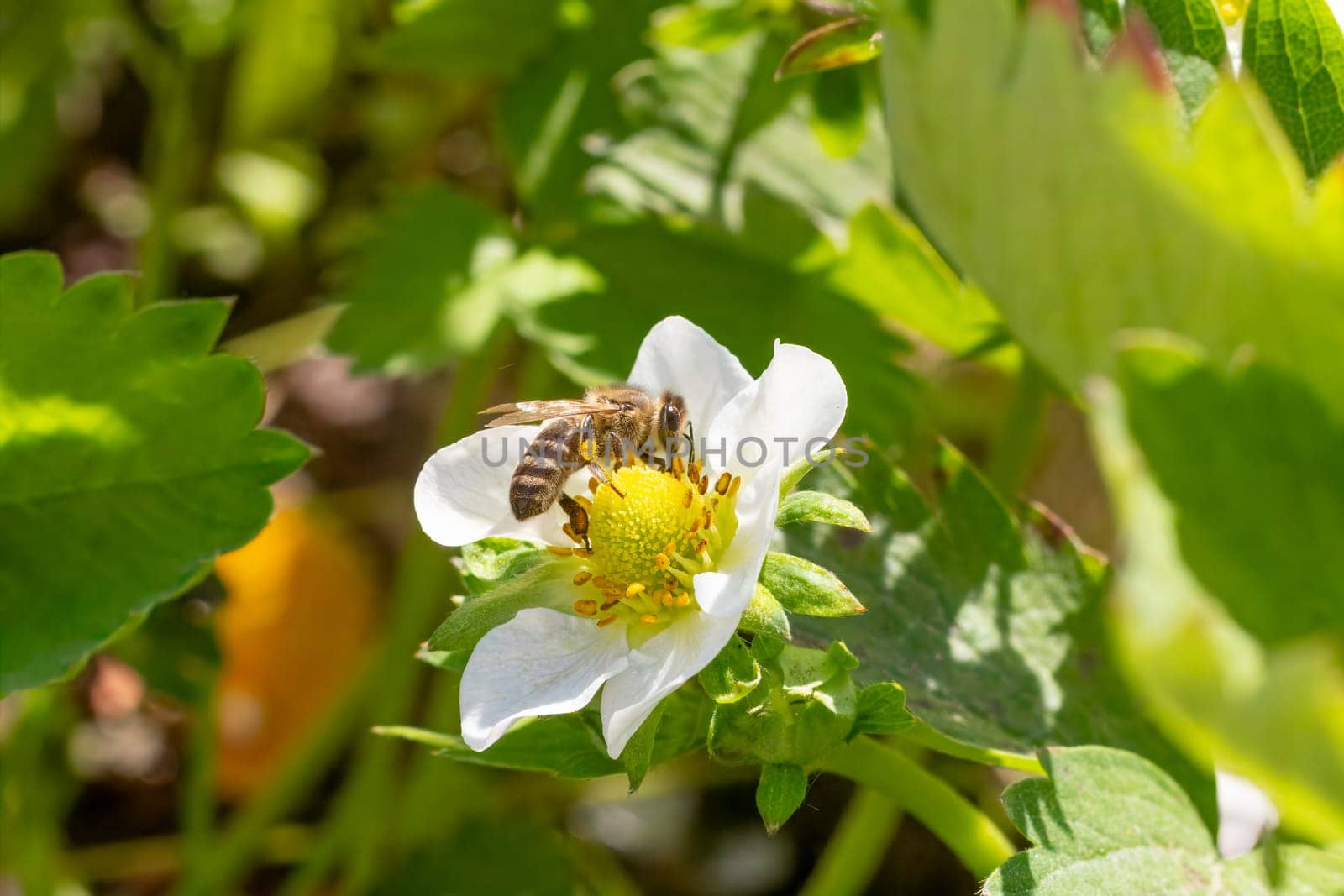 Close-up a flowering strawberry bush with a bee gathering pollen from a white flower. Cultivating berries in a garden.
