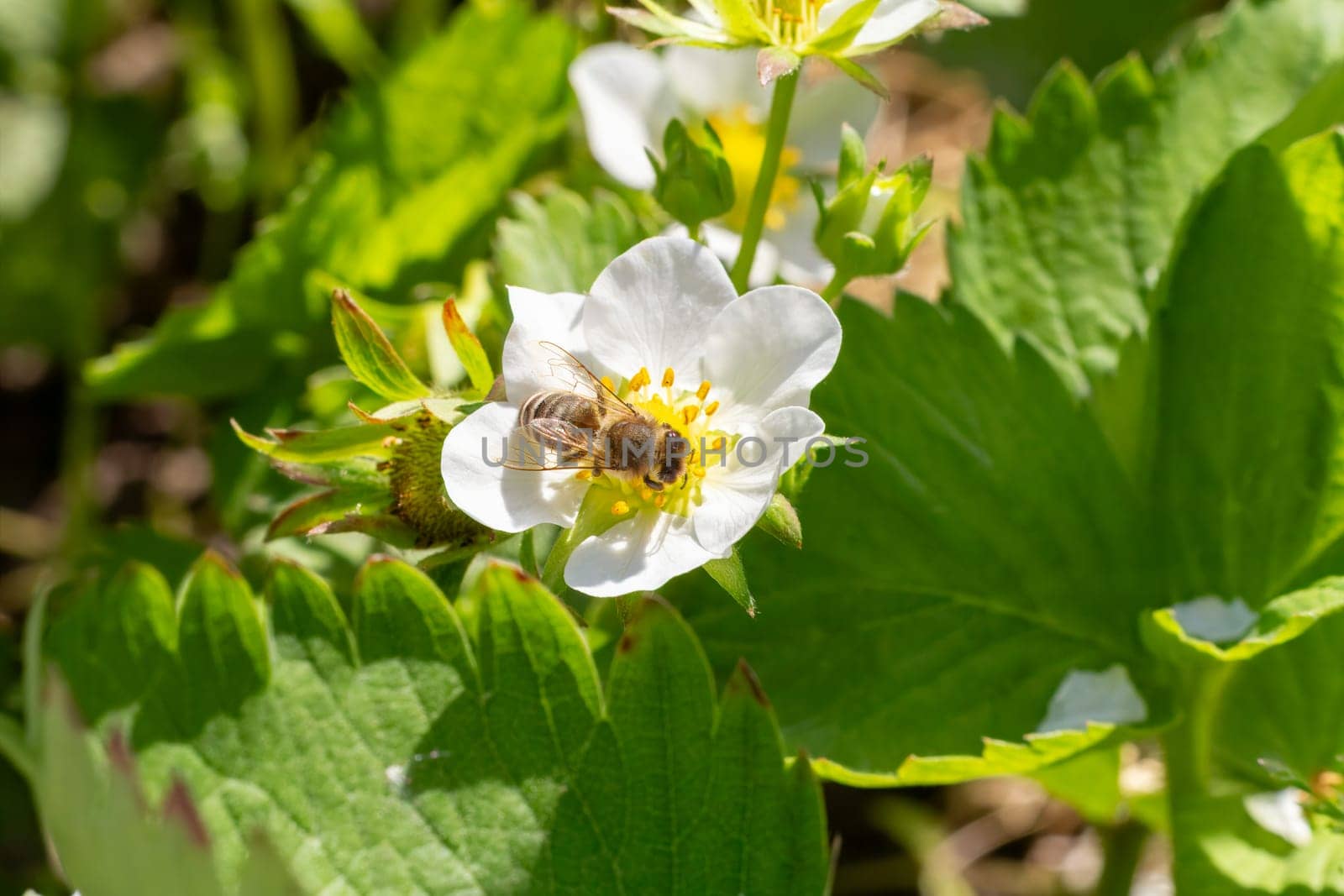 Flowering strawberry bush with a bee in the garden. by mvg6894