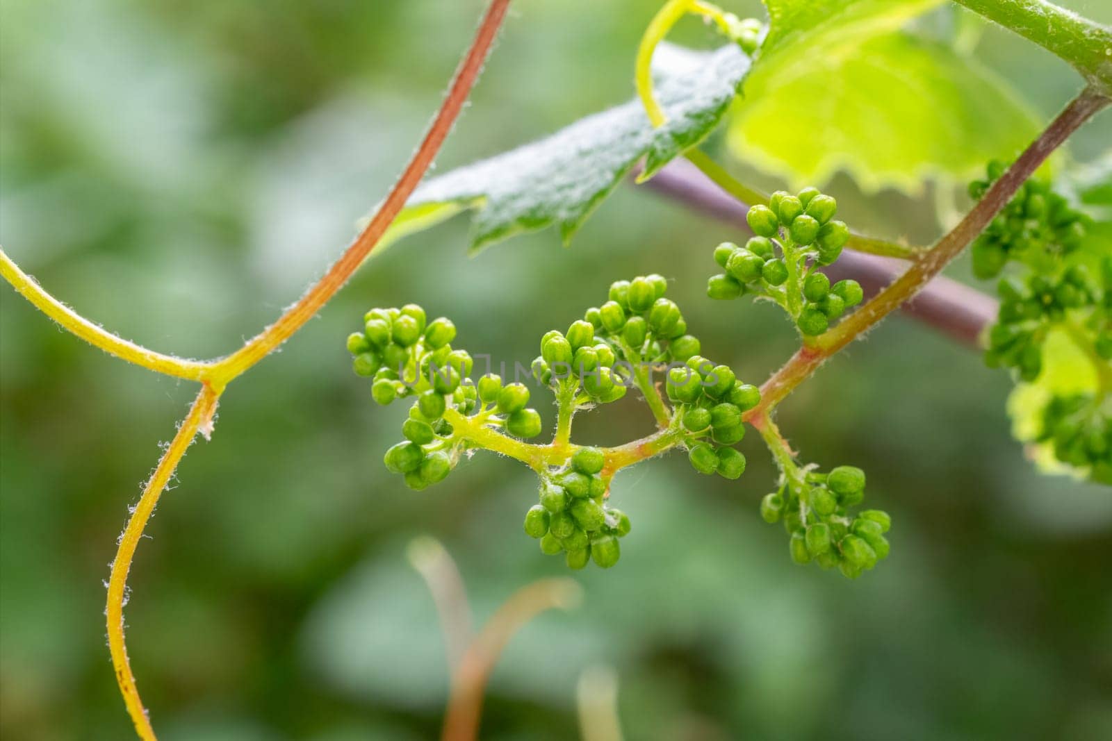 Young wine grapes in vineyard in the spring time. by mvg6894