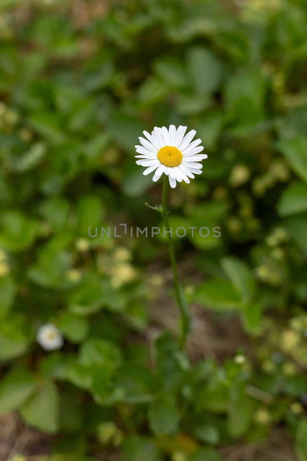 Bud of a white chamomile flower in the garden with the blurred green natural background. Shallow depth of field.