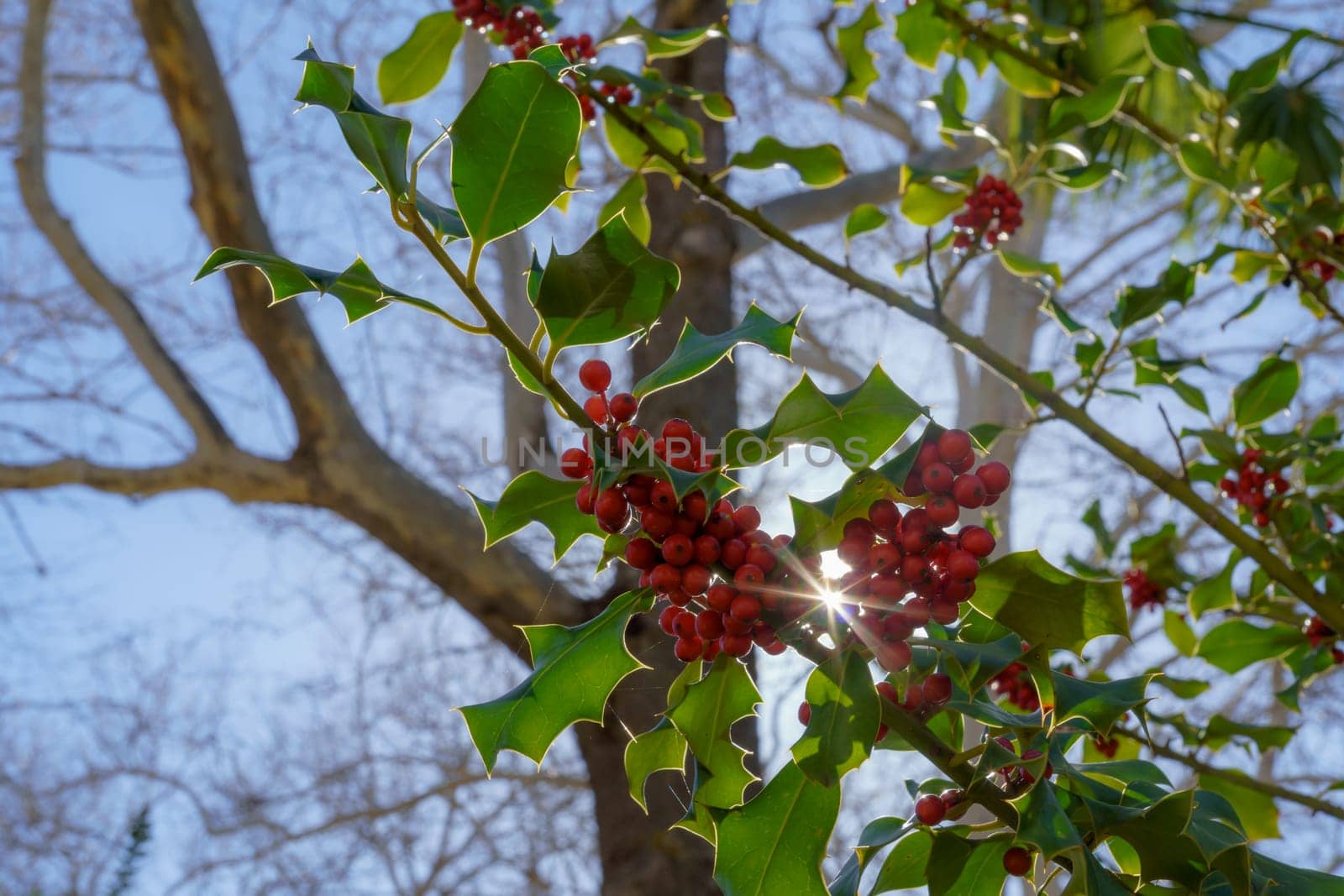 holly branch ,illex aquifolia,illuminated by the sun rays with blue sky and trees in background