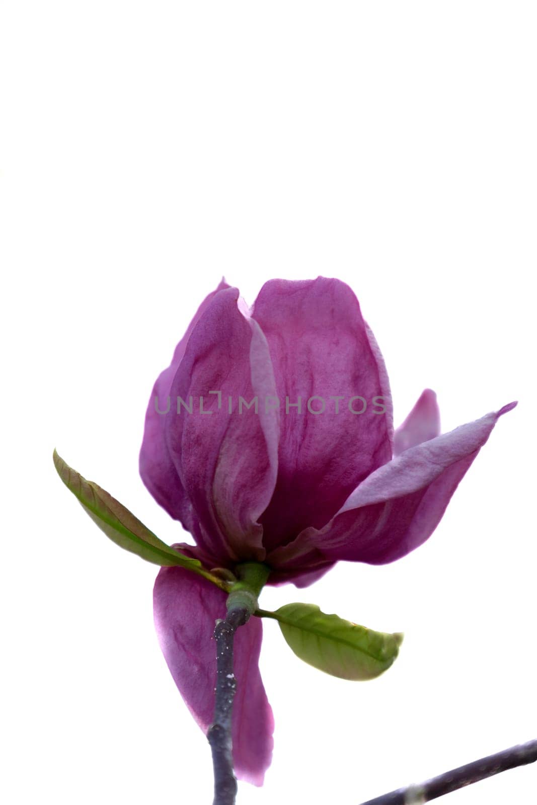 magnolia flower,magnolia grandiflora, isolated on white background and copy space