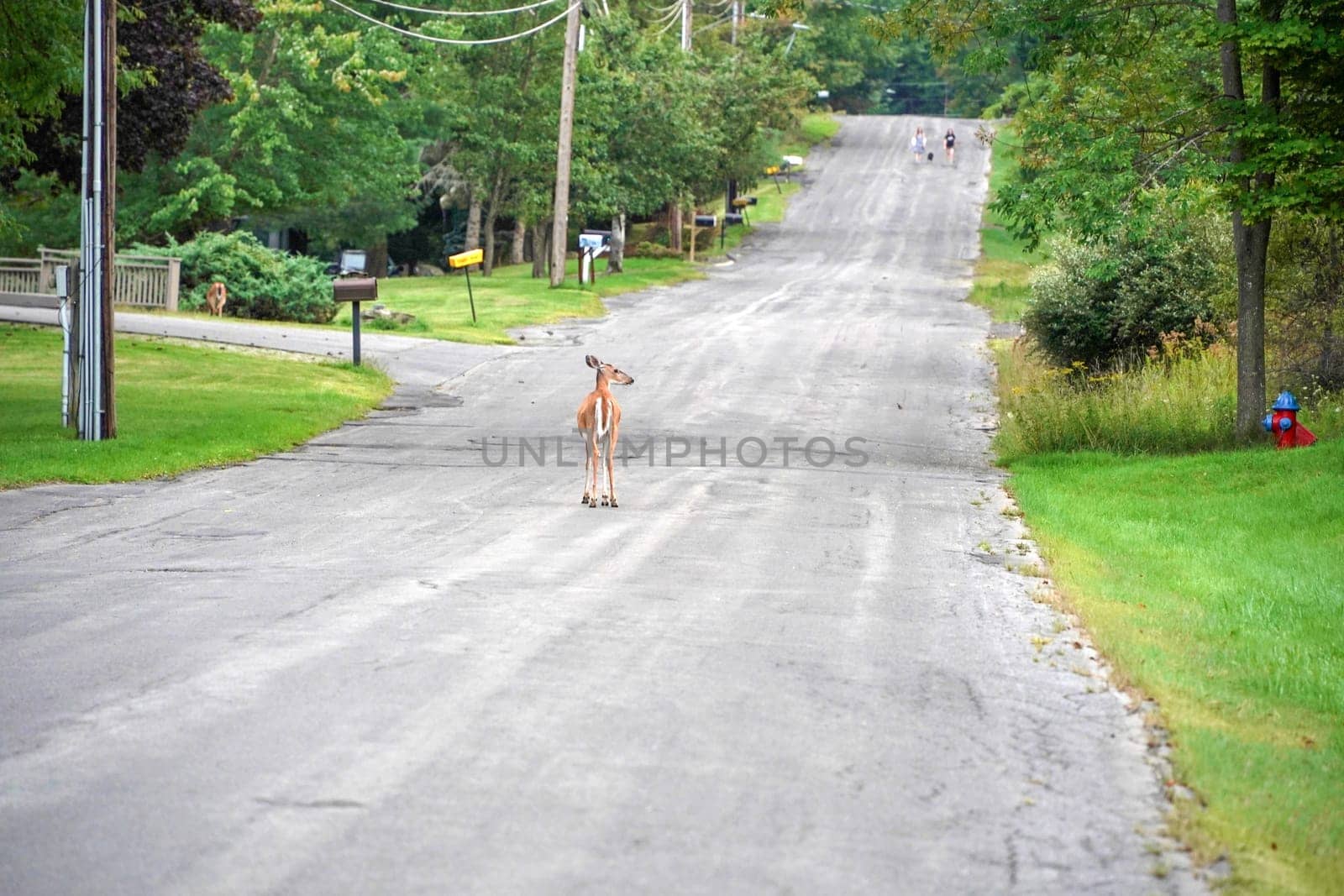 white tail deers on the road near the houses in new york state county countryside by AndreaIzzotti