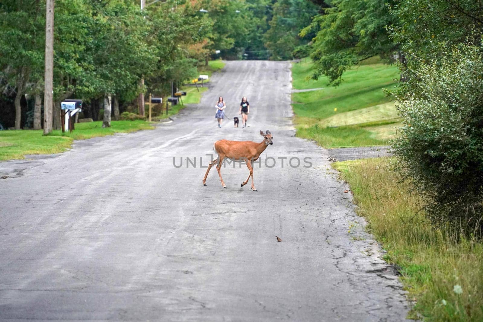 white tail deers on the road near the houses in new york state county countryside by AndreaIzzotti