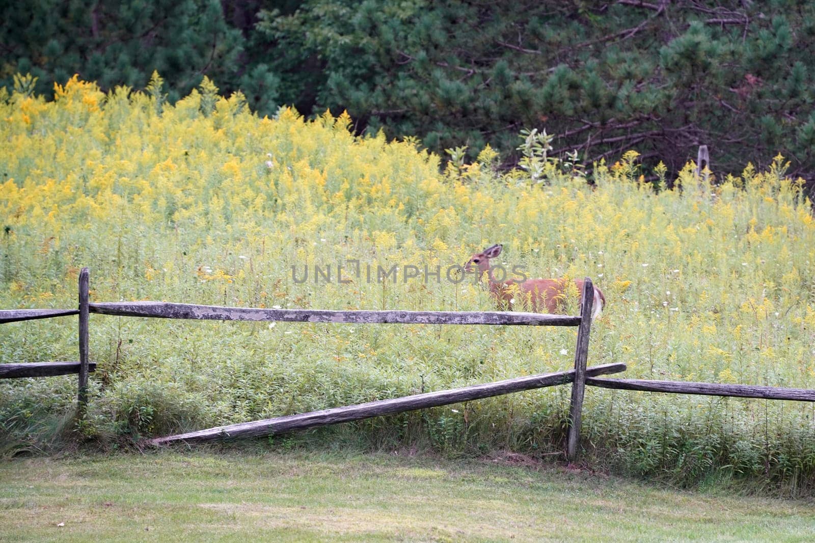 white tail deers near the houses in new york state county countryside by AndreaIzzotti