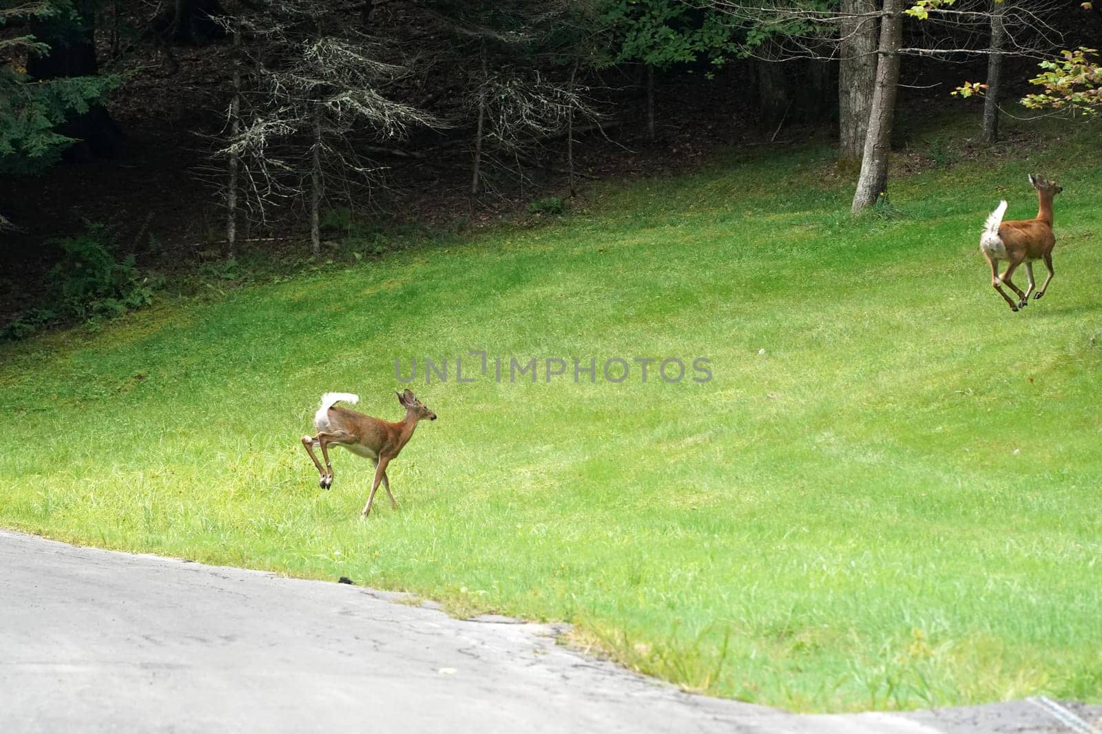 white tail deers running and crossing the road near the houses in new york state county countryside by AndreaIzzotti