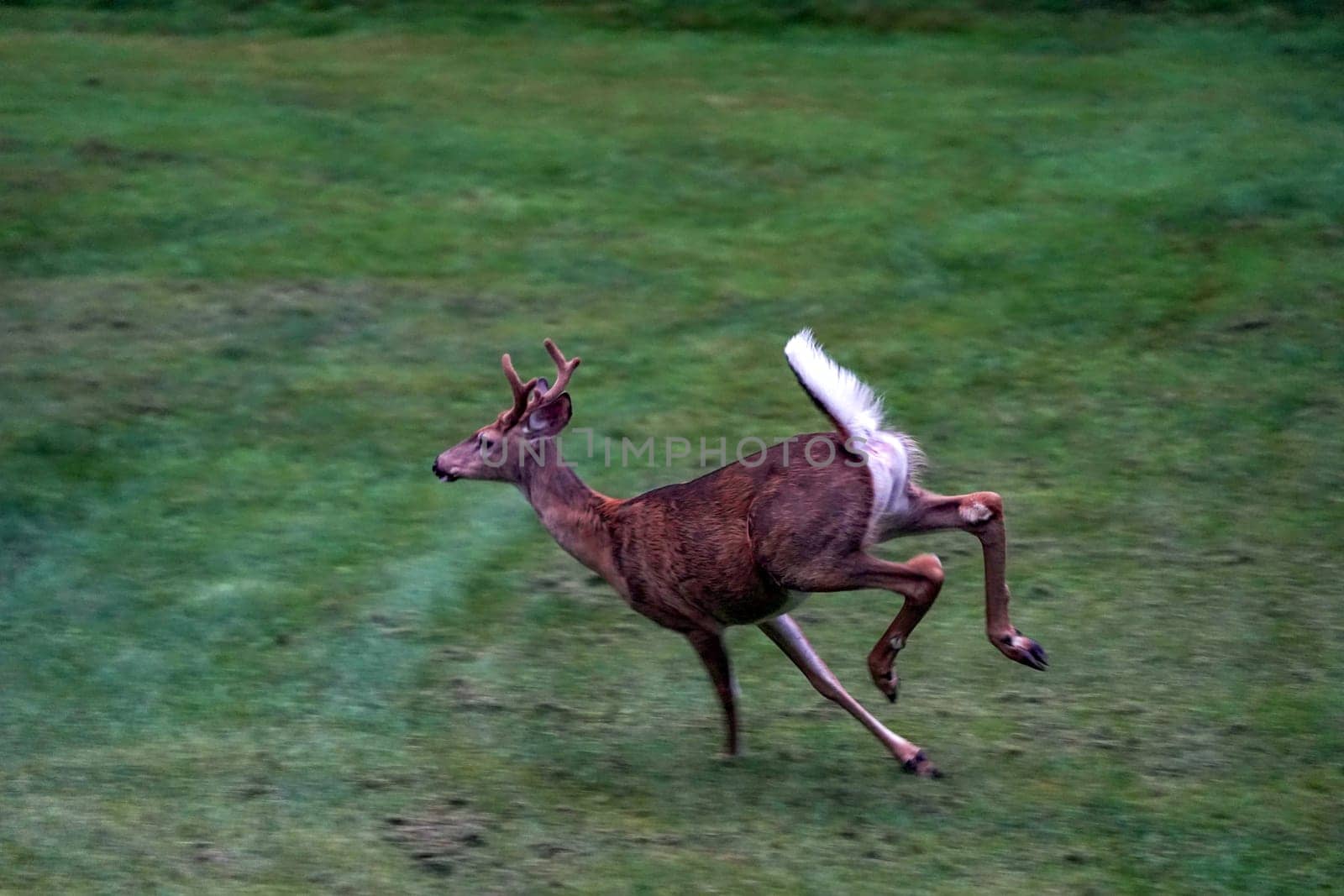 white tail deer running near the houses in new york state county countryside by AndreaIzzotti