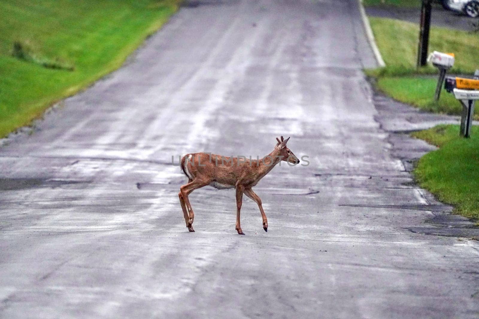 white tail deer on the road near the houses in new york state county countryside by AndreaIzzotti