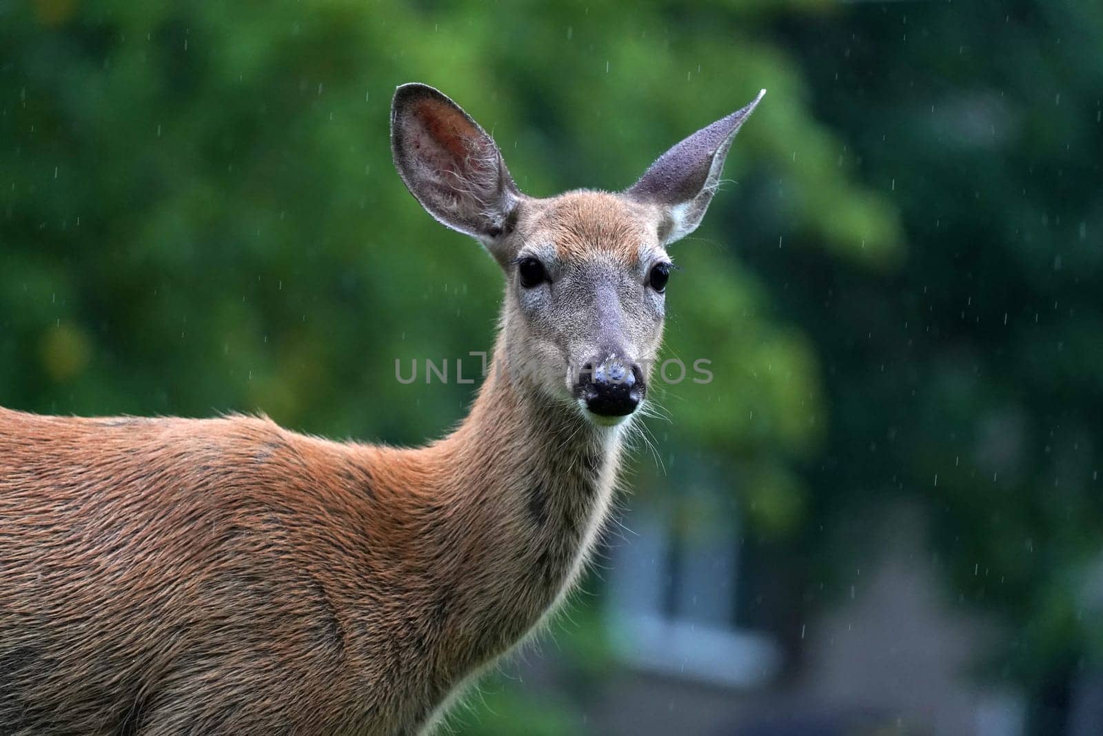 white tail deers under the rain near the houses in new york state county countryside by AndreaIzzotti