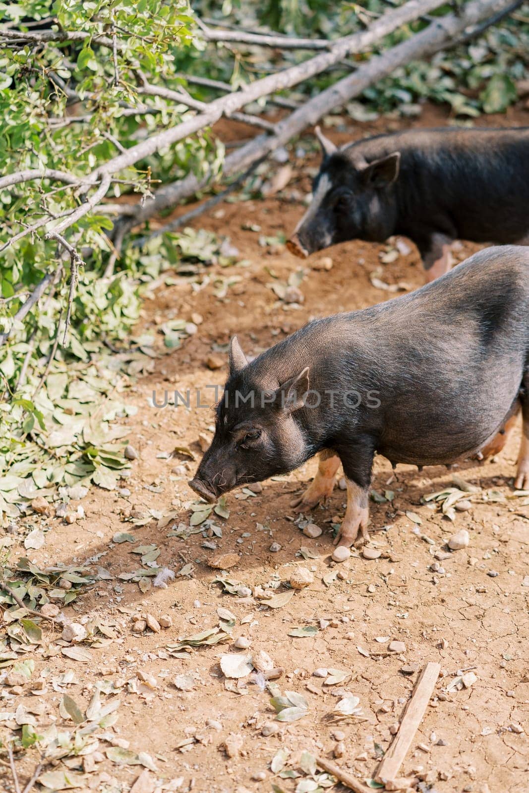 Black fluffy dwarf pigs stand near a fallen tree in the park by Nadtochiy